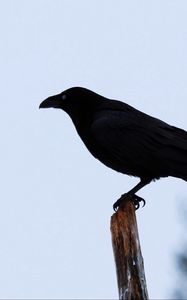Preview wallpaper raven, bird, silhouette, branch, sky, feathers, animal