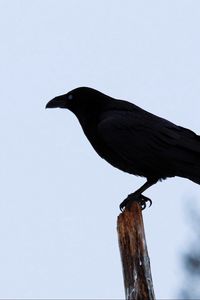 Preview wallpaper raven, bird, silhouette, branch, sky, feathers, animal