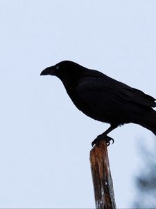 Preview wallpaper raven, bird, silhouette, branch, sky, feathers, animal