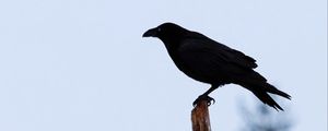 Preview wallpaper raven, bird, silhouette, branch, sky, feathers, animal