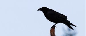 Preview wallpaper raven, bird, silhouette, branch, sky, feathers, animal