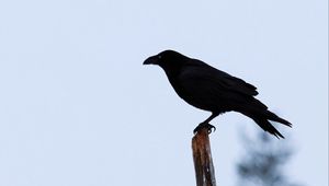 Preview wallpaper raven, bird, silhouette, branch, sky, feathers, animal