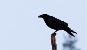 Preview wallpaper raven, bird, silhouette, branch, sky, feathers, animal