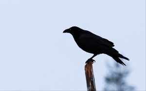 Preview wallpaper raven, bird, silhouette, branch, sky, feathers, animal