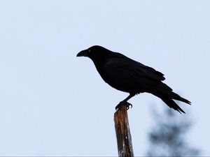 Preview wallpaper raven, bird, silhouette, branch, sky, feathers, animal
