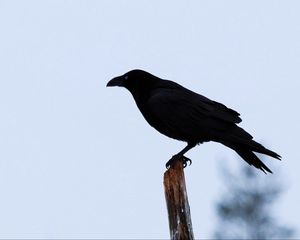 Preview wallpaper raven, bird, silhouette, branch, sky, feathers, animal