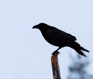 Preview wallpaper raven, bird, silhouette, branch, sky, feathers, animal
