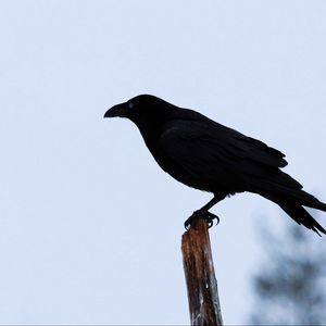 Preview wallpaper raven, bird, silhouette, branch, sky, feathers, animal