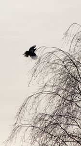 Preview wallpaper raven, bird, tree, minimalism, monochrome