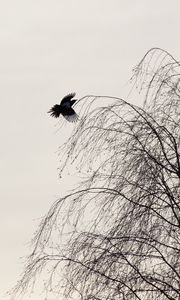 Preview wallpaper raven, bird, tree, minimalism, monochrome