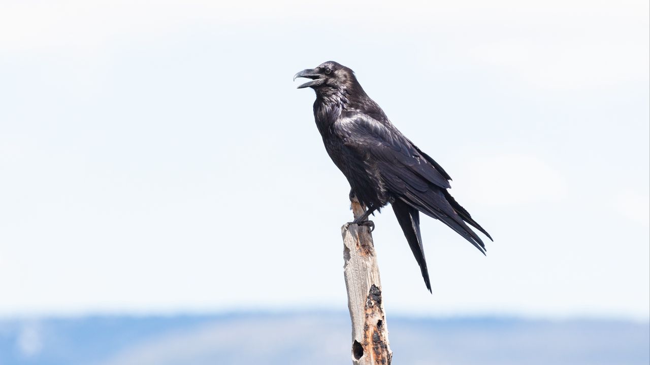 Wallpaper raven, bird, watching, stick