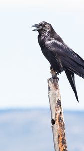 Preview wallpaper raven, bird, watching, stick