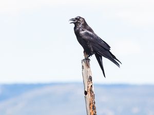 Preview wallpaper raven, bird, watching, stick