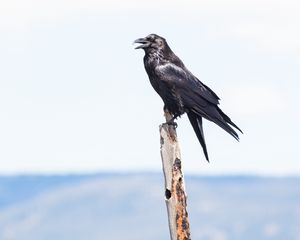 Preview wallpaper raven, bird, watching, stick