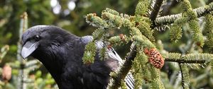 Preview wallpaper raven, bird, watching, branch, wildlife