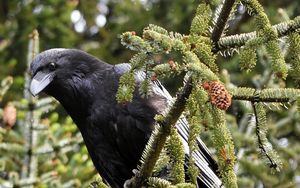 Preview wallpaper raven, bird, watching, branch, wildlife