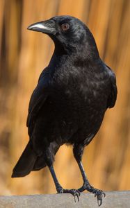 Preview wallpaper raven, bird, watching, black, wildlife