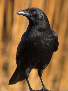 Preview wallpaper raven, bird, watching, black, wildlife