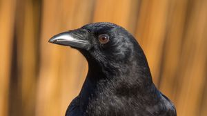 Preview wallpaper raven, bird, watching, black, wildlife
