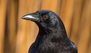 Preview wallpaper raven, bird, watching, black, wildlife