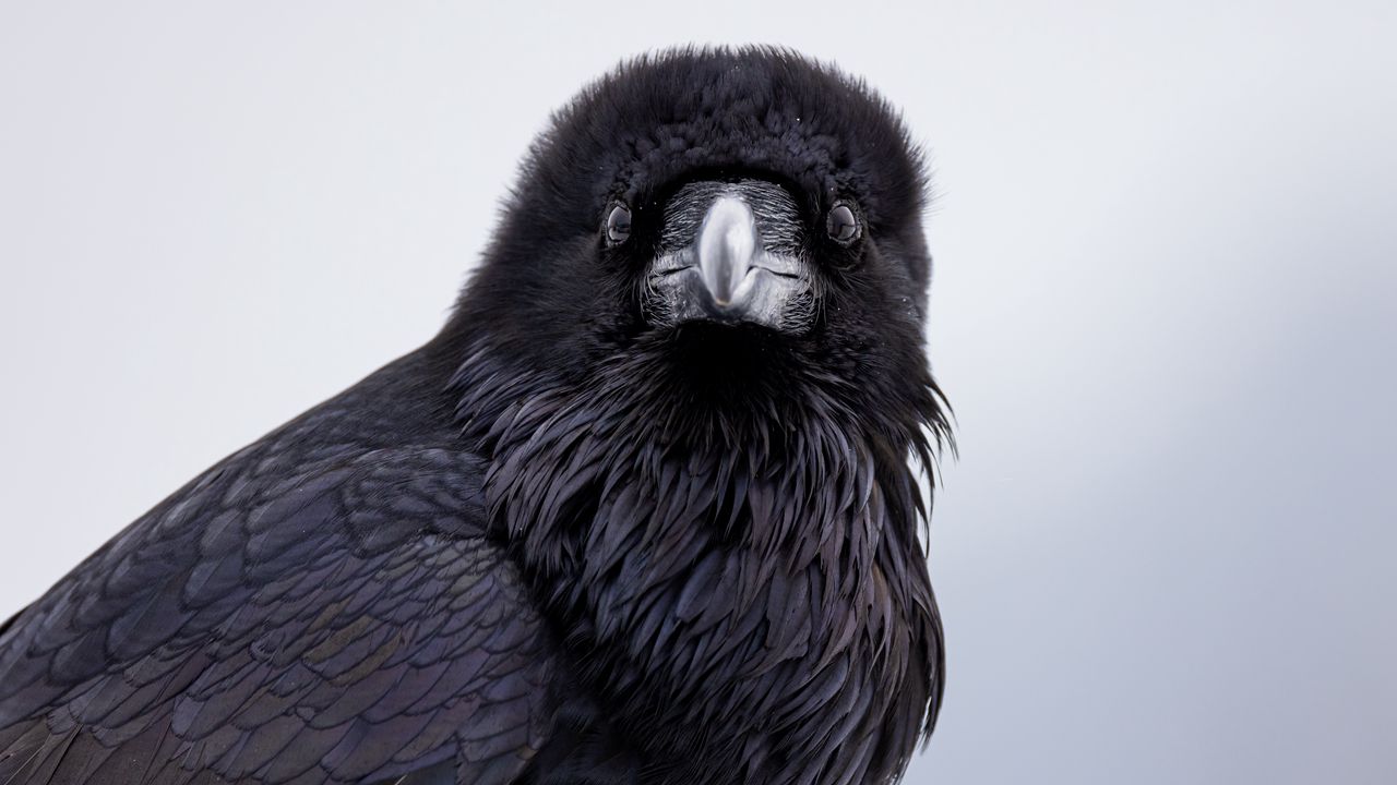 Wallpaper raven, bird, wildlife, black
