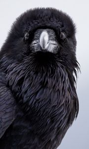 Preview wallpaper raven, bird, wildlife, black
