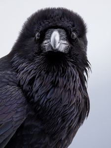 Preview wallpaper raven, bird, wildlife, black