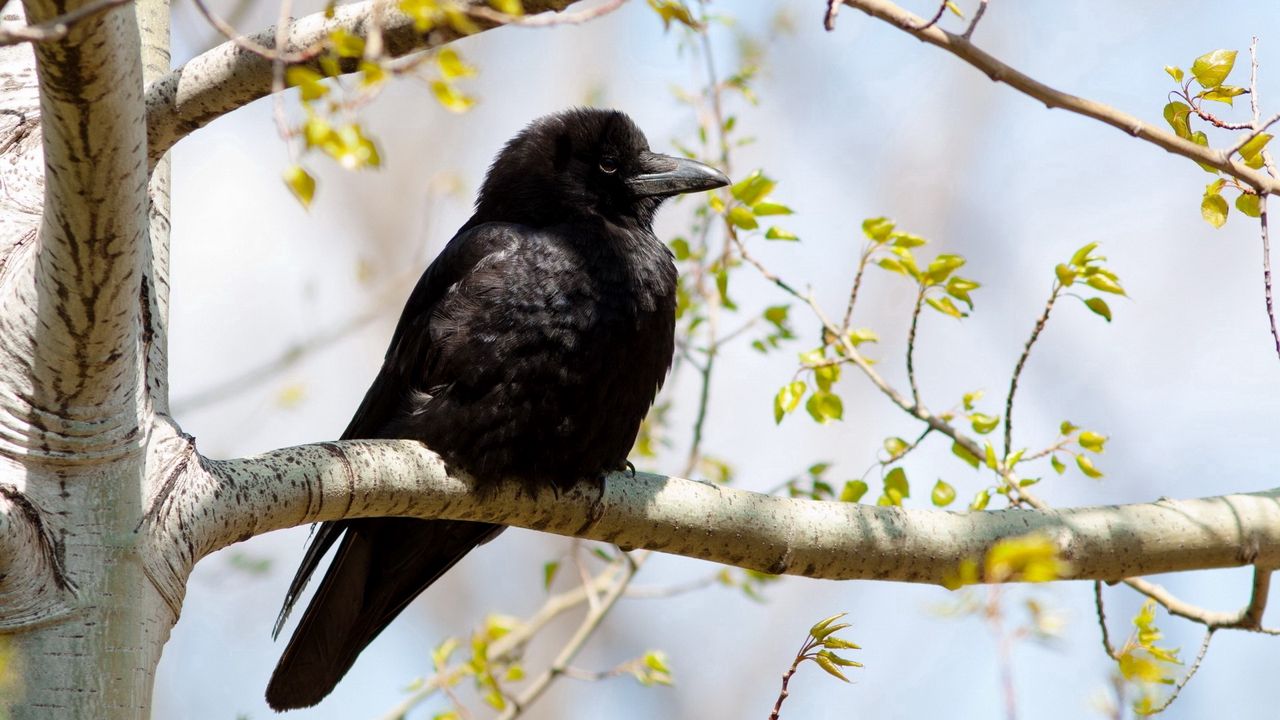 Wallpaper raven, branches, sitting, bird