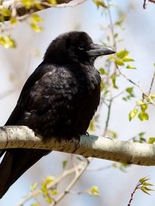 Preview wallpaper raven, branches, sitting, bird