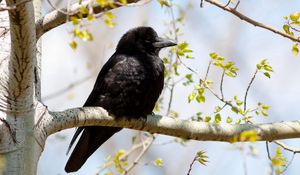 Preview wallpaper raven, branches, sitting, bird
