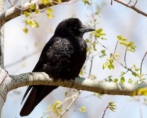 Preview wallpaper raven, branches, sitting, bird