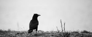 Preview wallpaper raven, bw, bird, grass