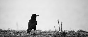 Preview wallpaper raven, bw, bird, grass