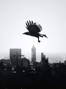 Preview wallpaper raven, city, bw, bird, flight