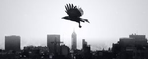 Preview wallpaper raven, city, bw, bird, flight