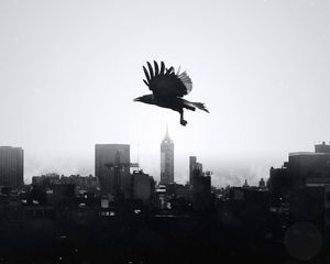 Preview wallpaper raven, city, bw, bird, flight