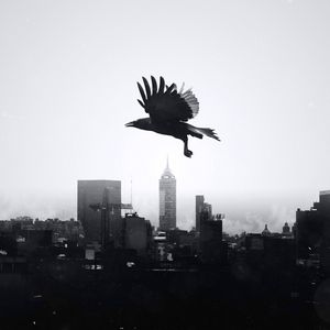 Preview wallpaper raven, city, bw, bird, flight