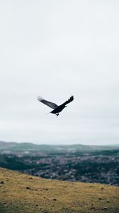 Preview wallpaper raven, flight, landscape, gray, horizon