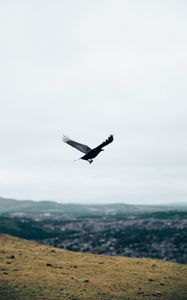 Preview wallpaper raven, flight, landscape, gray, horizon