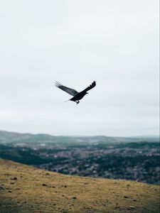 Preview wallpaper raven, flight, landscape, gray, horizon