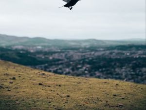 Preview wallpaper raven, flight, landscape, gray, horizon