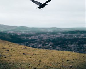 Preview wallpaper raven, flight, landscape, gray, horizon