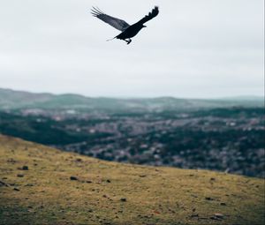 Preview wallpaper raven, flight, landscape, gray, horizon