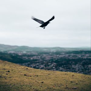 Preview wallpaper raven, flight, landscape, gray, horizon