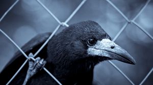 Preview wallpaper raven, grid, beak, bird