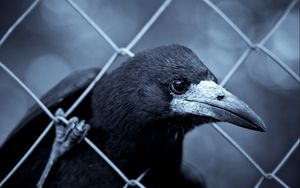 Preview wallpaper raven, grid, beak, bird