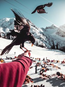 Preview wallpaper raven, hand, bird, blur, mountains