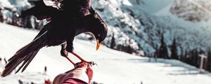 Preview wallpaper raven, hand, bird, blur, mountains