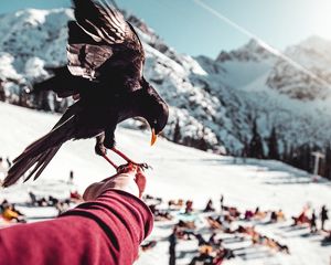 Preview wallpaper raven, hand, bird, blur, mountains