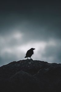 Preview wallpaper raven, silhouette, bird, sky, dark